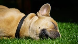 トリミング併設宿で犬同伴のメリットとは？