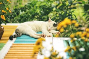 ペットと泊まれる宿で失敗しないためのポイントは？