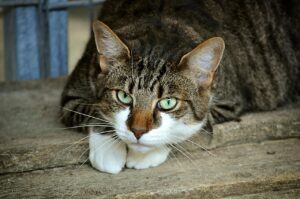 ペット可の宿で禁煙室がある場所はどこ？