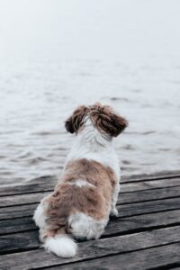ペット可の宿は本当に高評価？口コミからわかる選び方とは？