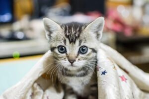 ペット可の宿を予約するなら、どの予約サイトが最適？