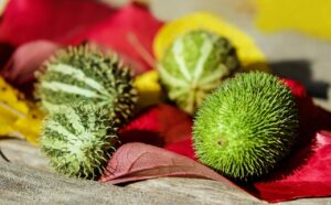 ペット用の風呂がある宿はどこにある？