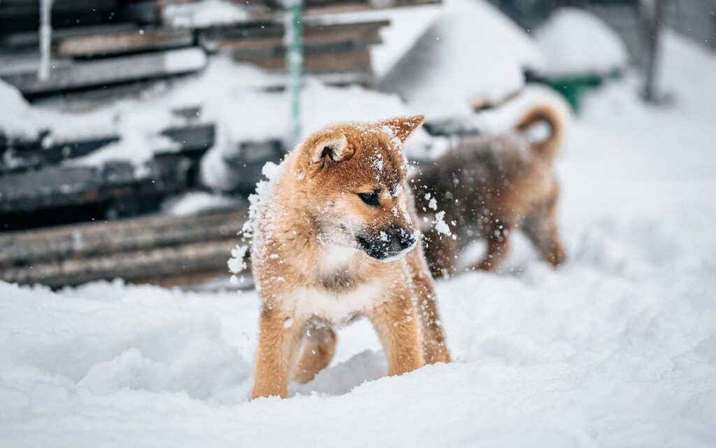 犬と泊まれる宿で雪遊びを楽しむためのポイントは？