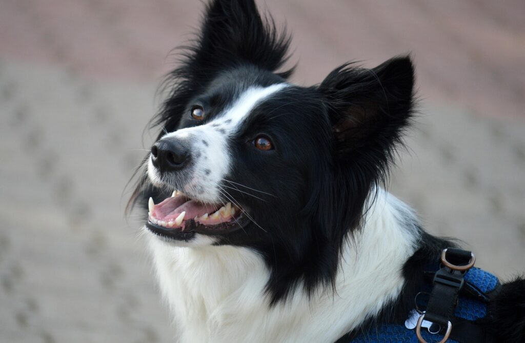 犬用足洗い場があるホテルはどこ？