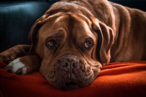 老犬と同伴できる宿はバリアフリーで本当に安心？