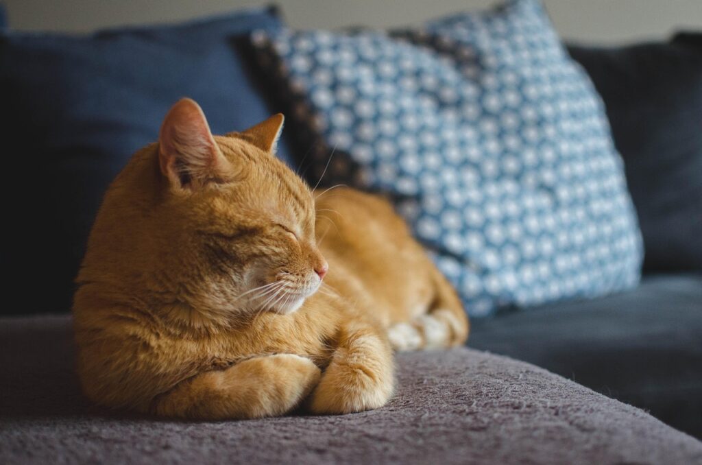 青森で猫と泊まれる宿はどこがおすすめ？