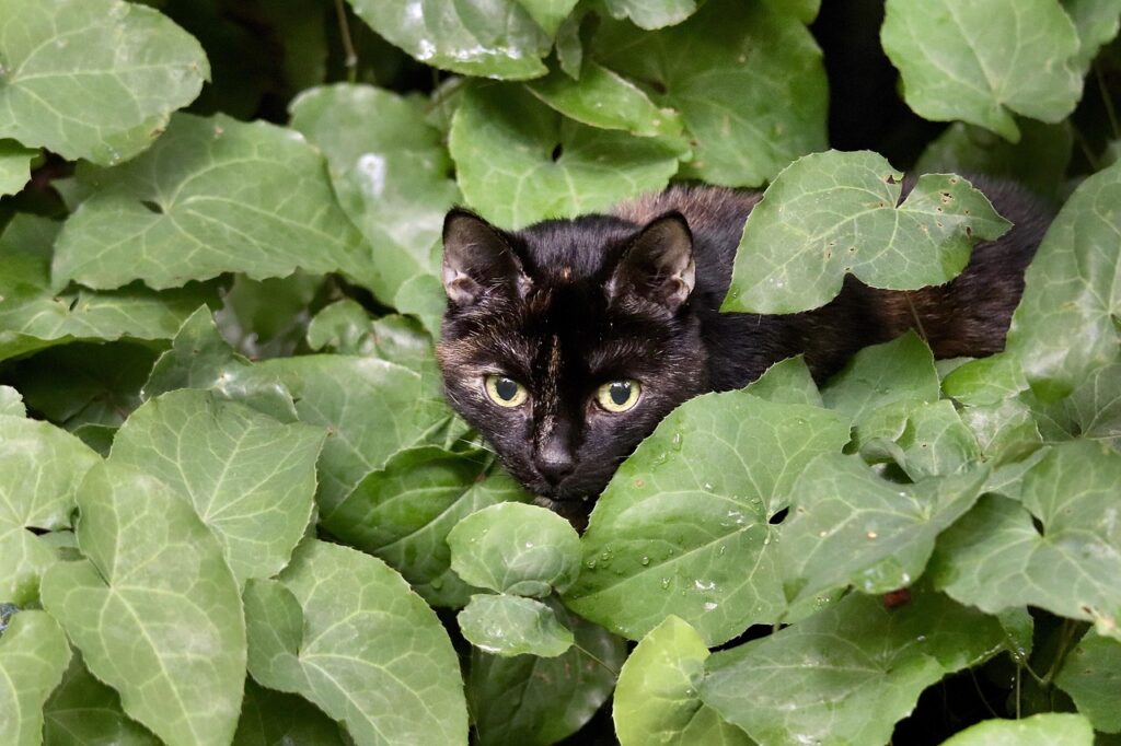 青森の猫と過ごせる宿はどこがオススメ？