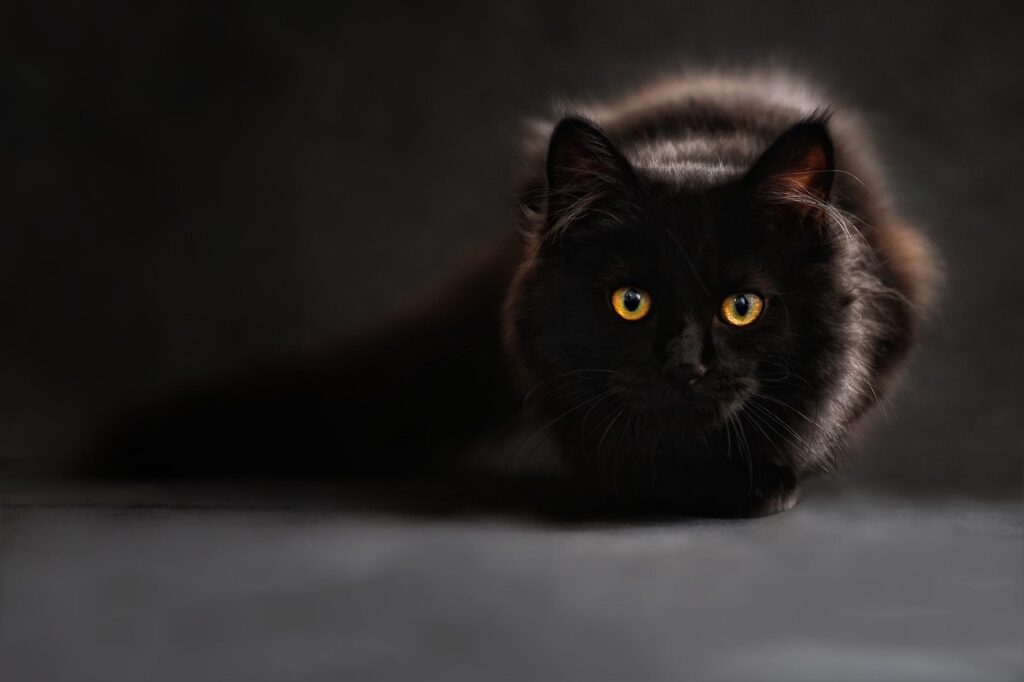 青森の猫宿はどこがオススメ？