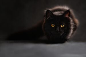 青森の猫宿はどこがオススメ？