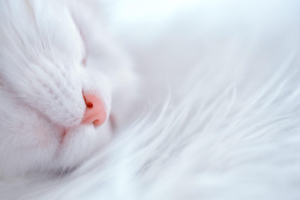 高知で猫がいる宿はどこがオススメ？