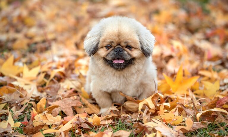 犬と泊まれるホテルは本当に安い？選び方と注意点を徹底解説！