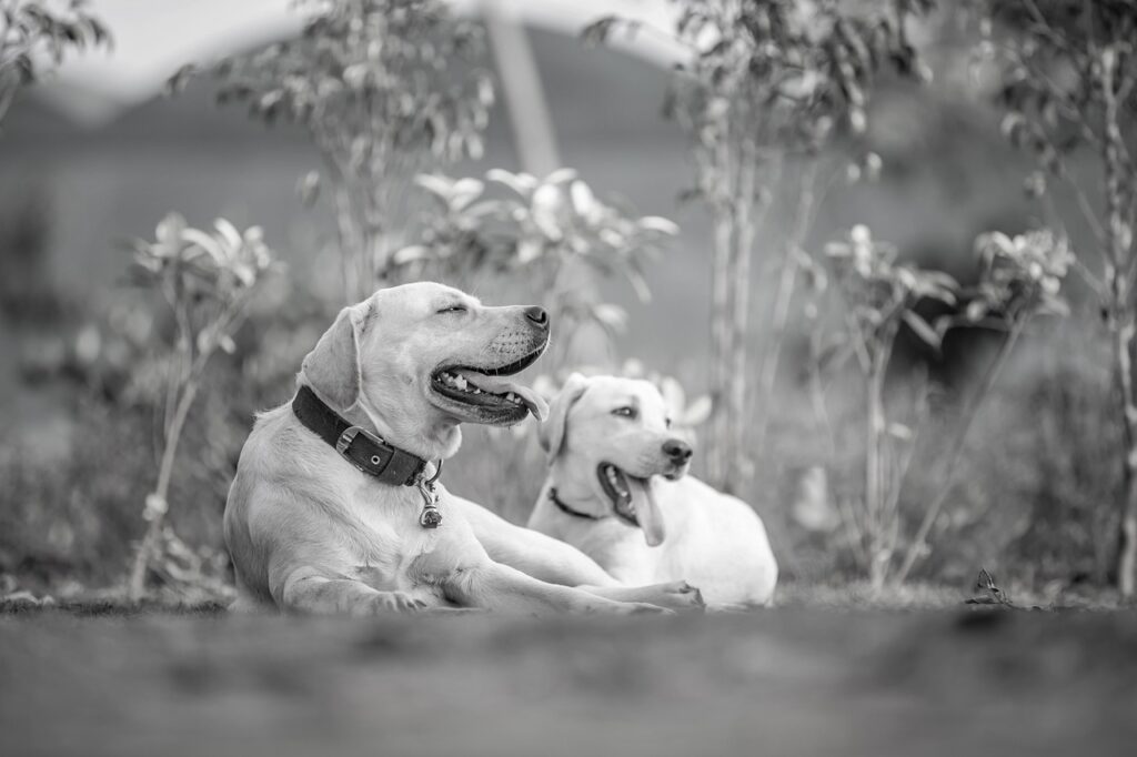 犬と泊まれるキャンセルはどうすればいい？