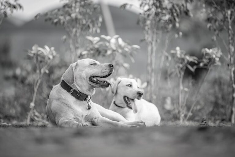 犬と泊まれるキャンセルはどうすればいい？