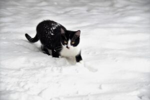 ペットと泊まれる宿の体験談は本当に役立つ？