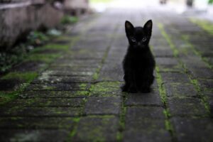 ペットと泊まれる旅行プランのおすすめはどれ？