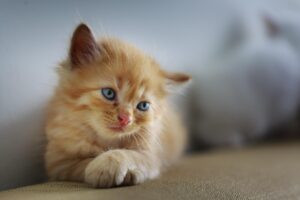 ペットホテルで成功するためのポイントは？