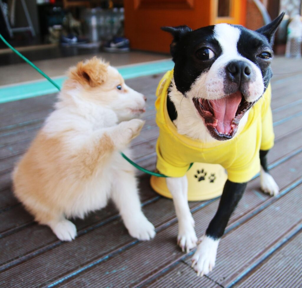 犬と泊まれるホテルの予約はどうすればいい？