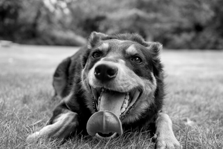 犬と泊まれる宿はワクチンなしでも大丈夫？
