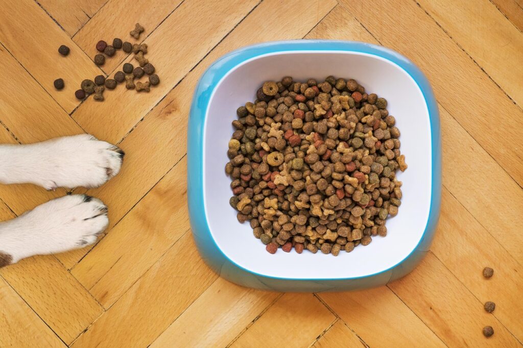 犬と泊まれる宿泊の注意点は何ですか？