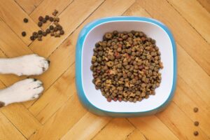 犬と泊まれる宿泊の注意点は何ですか？