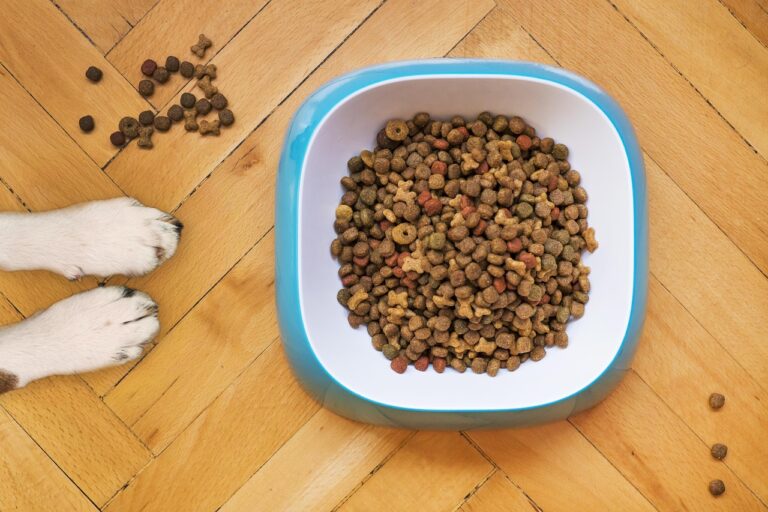犬と泊まれる宿泊の注意点は何ですか？