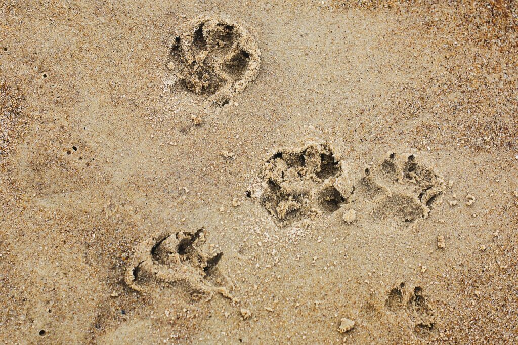 犬と泊まれる旅館の口コミは本当に参考になる？