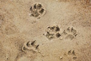 犬と泊まれる旅館の口コミは本当に参考になる？