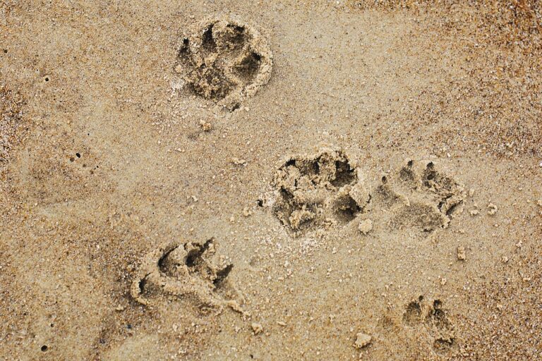 犬と泊まれる旅館の口コミは本当に参考になる？