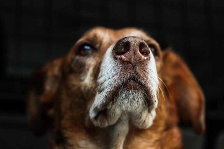 犬同伴のホテル予約はどうするべき？