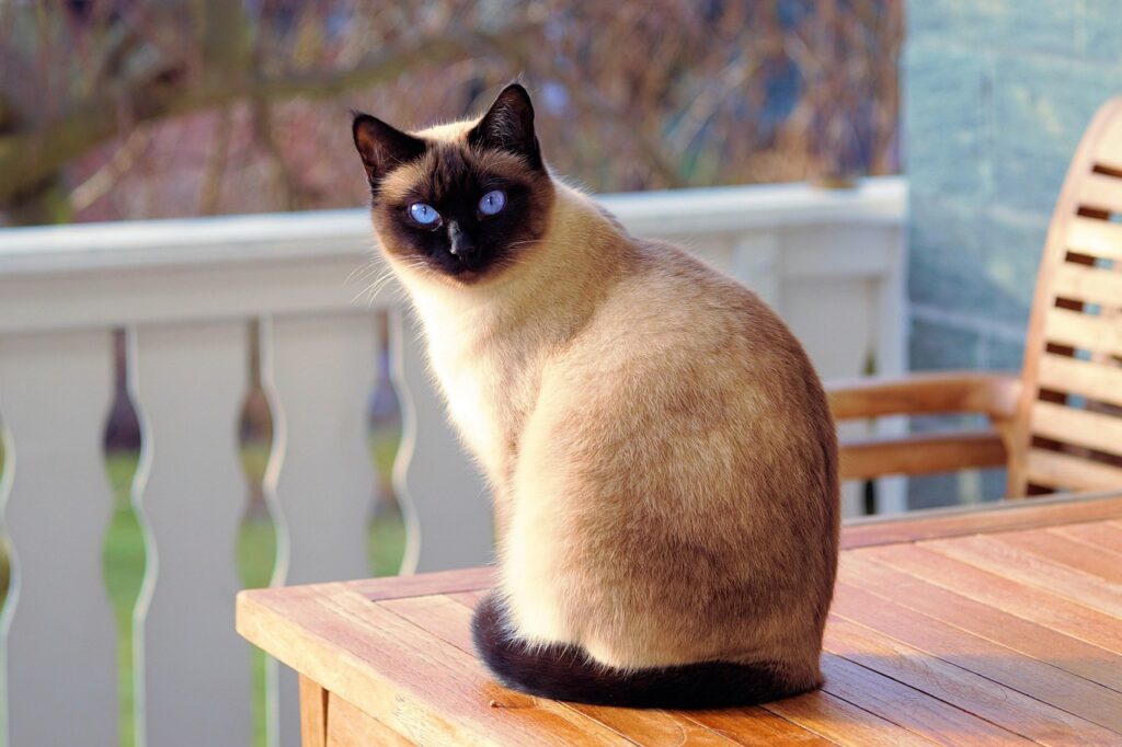 猫と泊まれる旅館の料金はどれくらい？