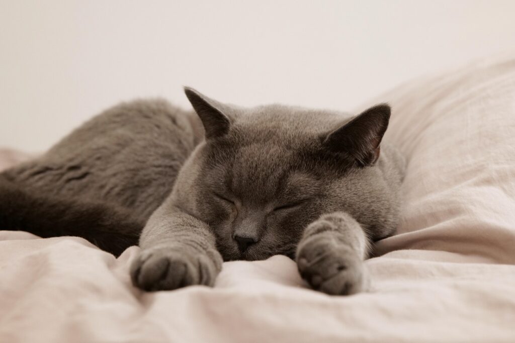 高知で猫と一緒に泊まれる宿はどこ？