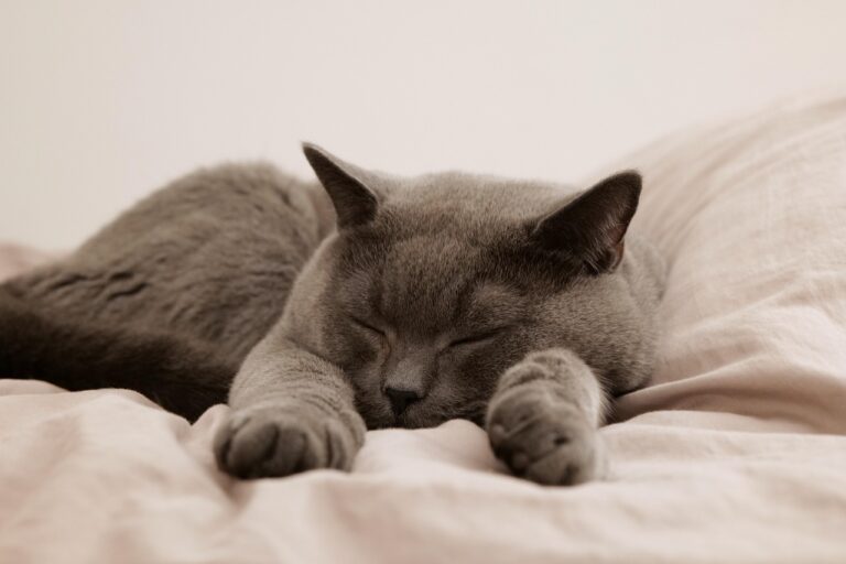 高知で猫と一緒に泊まれる宿はどこ？