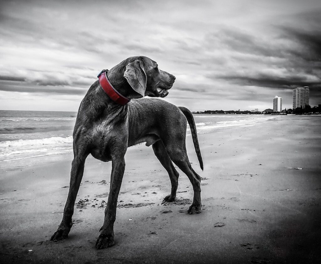 犬と泊まれるホテルで失敗しないためのポイントは？