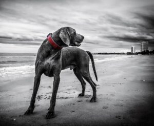 犬と泊まれる宿で失敗しないためのポイントは？