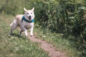 犬と泊まれる宿で失敗しないポイントは？
