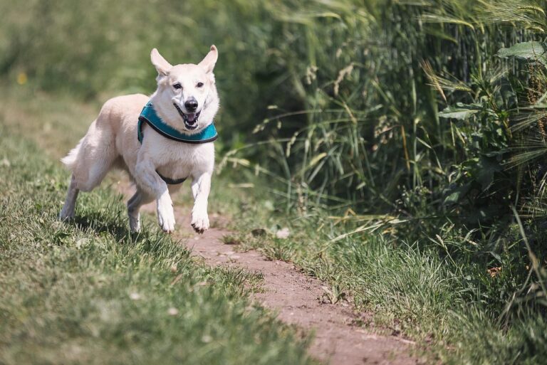 犬と泊まれる宿で失敗しないポイントは？