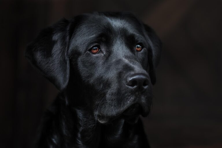 犬と泊まれる宿泊のおすすめはどこ？