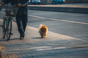 犬連れ宿泊の料金はいくらか？