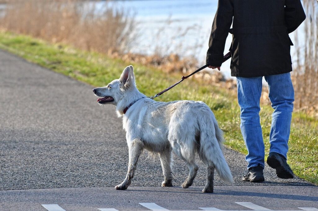 犬連れ旅行で失敗しない方法は？