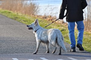 犬連れ旅行で失敗しない方法は？